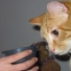 catbehaviors profile image