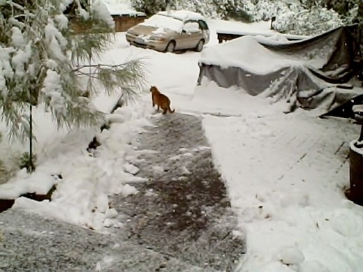 Rb Cat in Snow