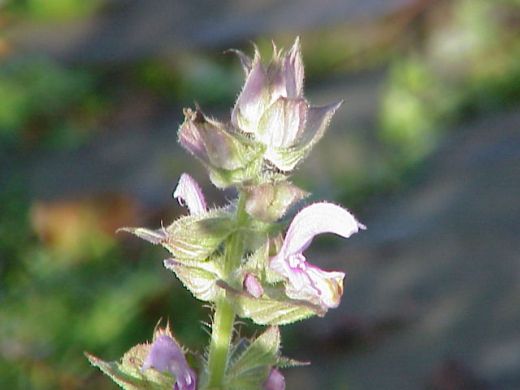 Clary sage provides natural menopause relief.