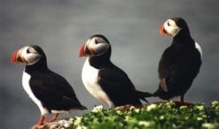 Atlantic Puffin: the Sea Parrot of the North