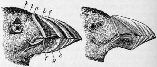 Drawing of two puffin (Fratercula arctica) heads, one showing the form of the beak during the mating season, the other showing the form of the beak in winter after molting.