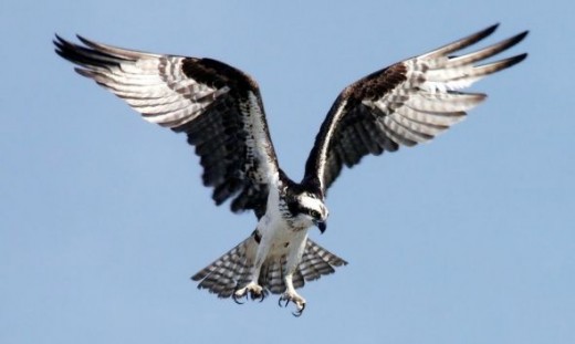 An Osprey preparing to dive at Kennedy Space Center, Florida, USA - by Stephen Michael Barnett, via Wikimedia Commons