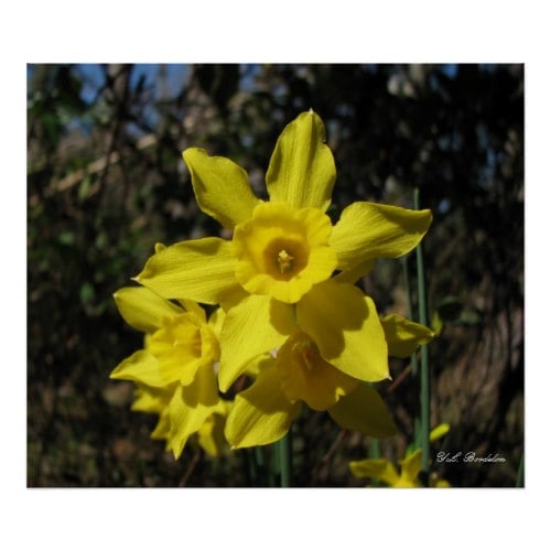 These are called rush-leaf daffodils because of the tubular shaped leaves.