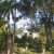 Sunnybank House with palm tree garden Sunnybank House with palm tree garden