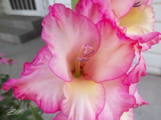 Closeup of gorgeous Glads growing along my front porch - Summer 2012