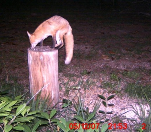 A red fox