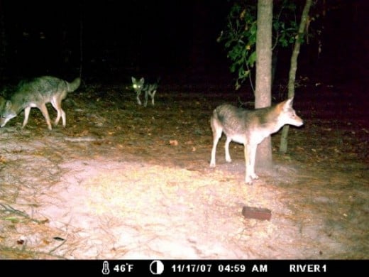 3 Coyotes... I run in the little door when they show up.