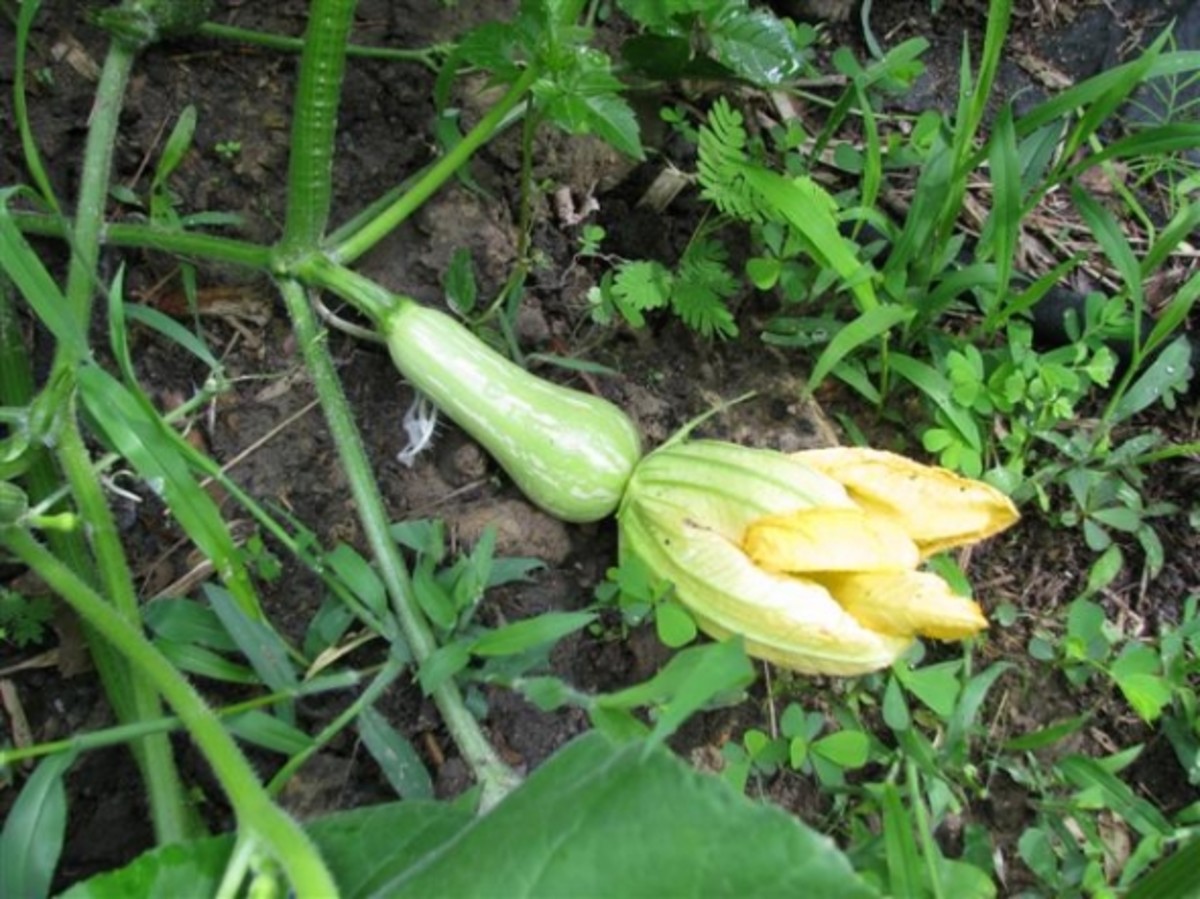 Female Butternut Squash Flower has the small squash attached. The male blooms are just flowers, but can be stuffed, coated with batter and fried.