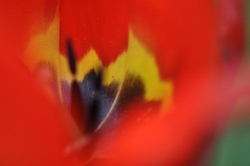 variegated tulip
