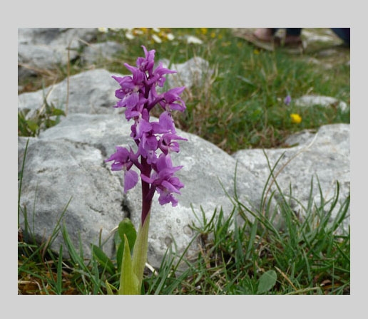 early purple orchid