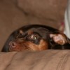 Cinnamon profile image