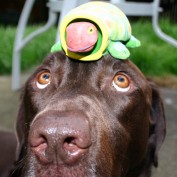 dogclicker profile image