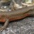 This is just one of several very colorful Lizards that was spotted and photographed in Parga.