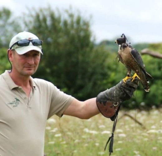 Falconer Holding Falcon 001 by Clive Anderson July 2012