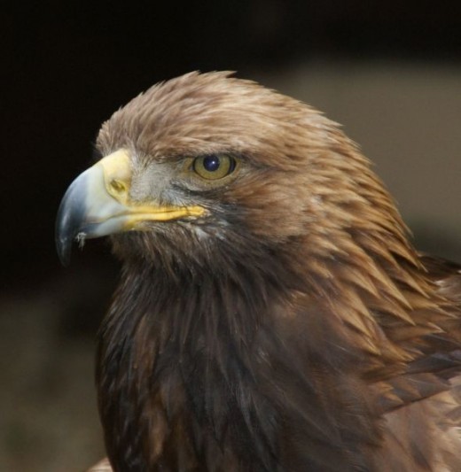Golden Eagle Close-up 001 by Clive Anderson