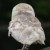 The beautiful plumage of a Barn Owl from behind.