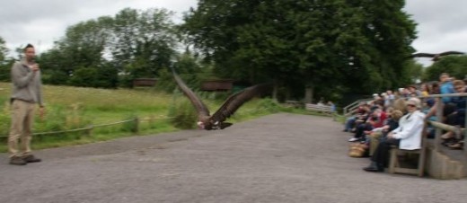 This time a Vulture soars low to the ground right in front of the arena.