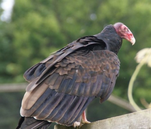 This Vulture was taking a rest from flying by resting on the handrail of a two story wooden lodge, he soon turned a flew back to his handler.