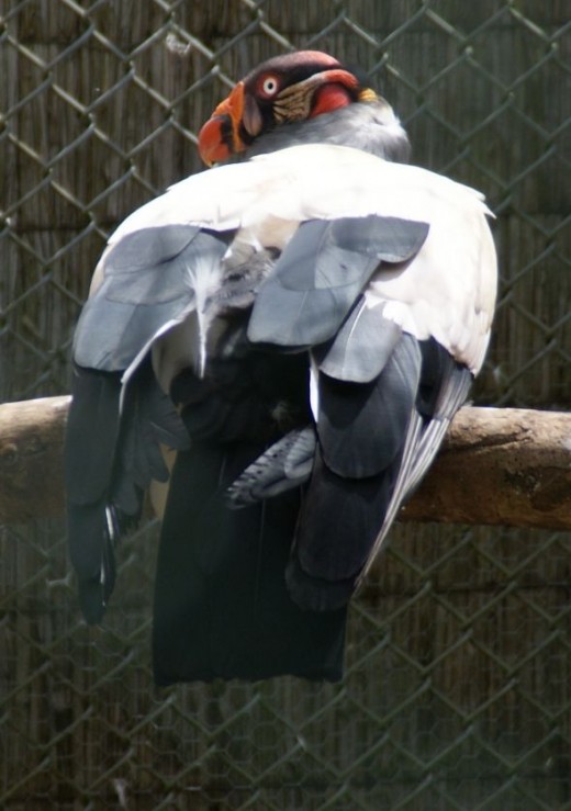Rear profile of this extremely colorful Vulture.