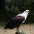 Another of the spectacular Eagles content to be close to prying eyes and cameras.