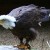 Another photograph of a Bald Eagle, this time resting on a outside perch doing a few stretches.
