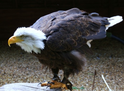 Another photograph of a Bald Eagle, this time resting on a outside perch doing a few stretches.