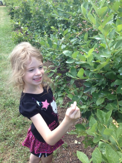 My daughter loved picking blueberries with me, although I think she may have eaten as much as she put in the bucket to take home!