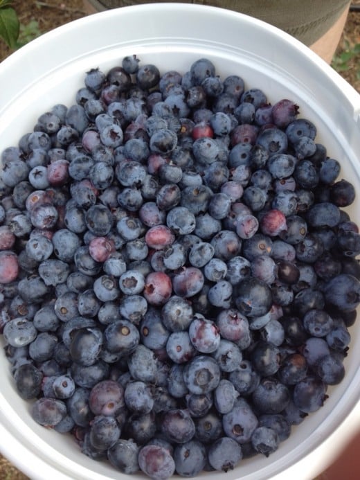 On our last trip blueberry picking, we came home with over 5lbs of blueberries!