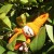 Sleepy Orange Gnome Sleepy Orange Gnome