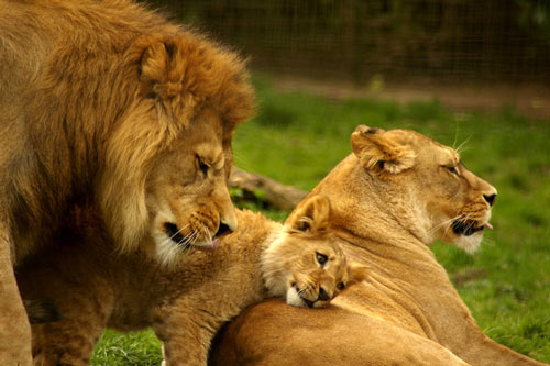 Family of lions