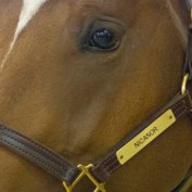 Aurora Picks profile image