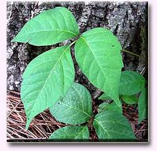 Poison Ivy 3-leaf cluster
