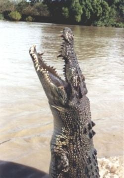 Croc Jumping out of Water