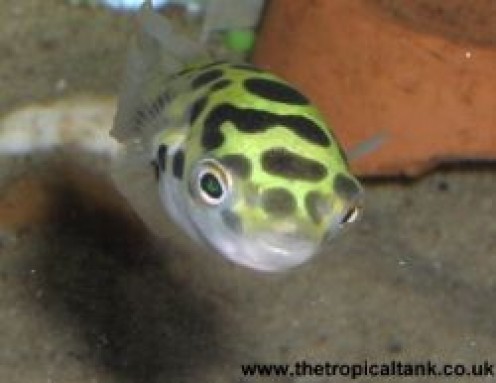green spotted puffer fish