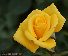 http://www.flickr.com/photos/33193190@N02/3463239903/