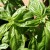 The lovely leaves of the basil bush The lovely leaves of the basil bush