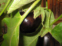 This is one of the most popular varieties of eggplants.