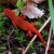 Red Eft Red Eft