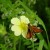 Skipper on Flower Skipper on Flower