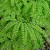 Maidenhair Fern Maidenhair Fern