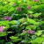 Purple-flowering Raspberry Purple-flowering Raspberry