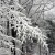 Snowy Branch Snowy Branch