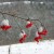 HIghbush Cranberries with Snow HIghbush Cranberries with Snow