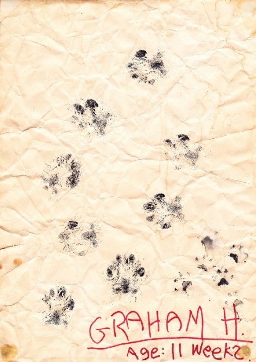 Jack Russell terrier art