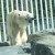 Polar Bear!