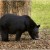 State Mammal: Louisiana Black Bear- Threatened species (Photo courtesy of USFWS)