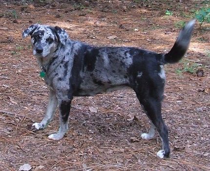 State Dog: Catahoula Leopard Dog - The only breed of dog native to Louisiana. (Photo by Noles1984, Wikipedia)