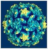 Polio virus.      Credit: www.wellesley.edu