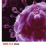 Avian bird flu virus.      Credit: www.energy.gov