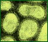 Flu virus. Virility may change with new host abilities.      Credit:  www.microvet.arizona.edu